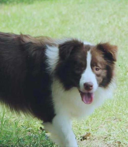 MILKY DE LAS PRADERAS | Border Collie 