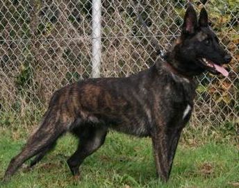 Noa Huijs | Dutch Shepherd 