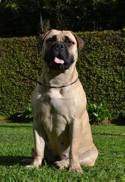 Blonde Brasoli | Bullmastiff 