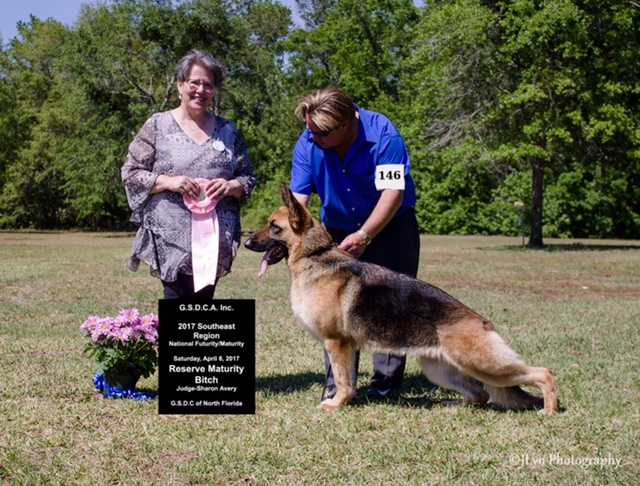 Coastline Fire Fly of Cherpa | German Shepherd Dog 