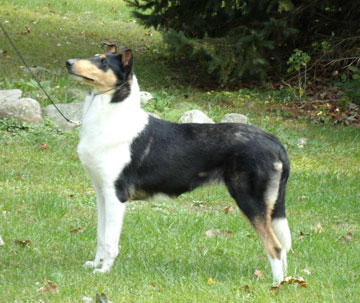 Afterhours sands of time | Rough Collie 