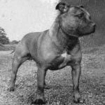 Weycombe Timothy | Staffordshire Bull Terrier 