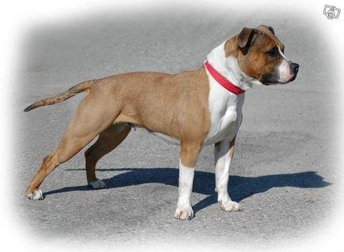 Cattam's Beautiful Bitch | American Staffordshire Terrier 