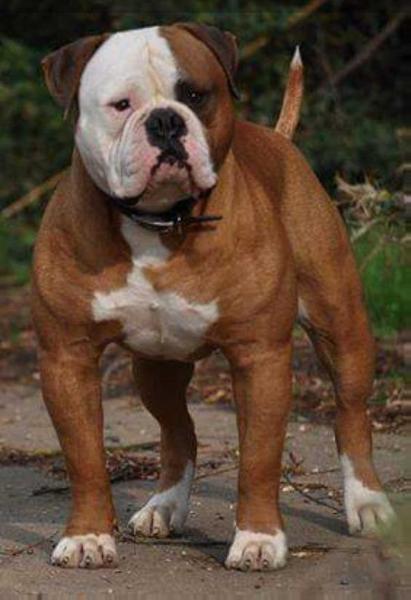 Bulls of Crown's FRANKIE | American Bulldog 