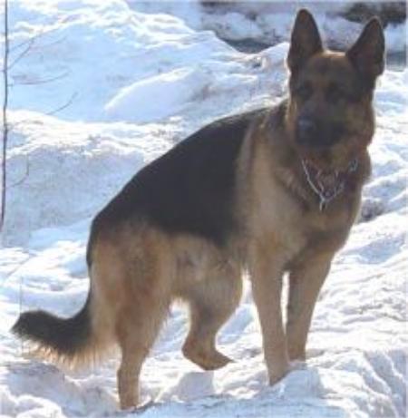 Kuba Dei Precision | German Shepherd Dog 