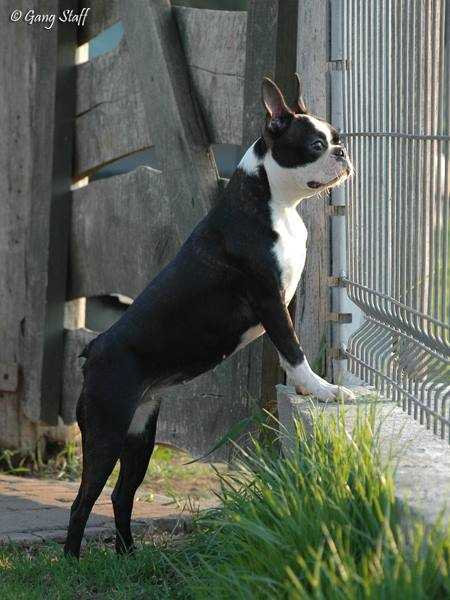Gang Staff Boston's Beauty Lady | Boston Terrier 