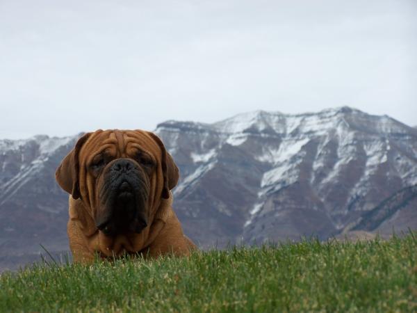Lincoln Z Orisku Agos | Dogue de Bordeaux 