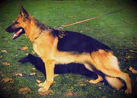 Dante von der Urbecke | German Shepherd Dog 