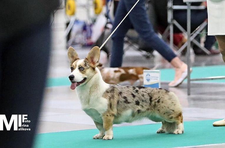 Epifania iz Tsvetnika | Cardigan Welsh Corgi 