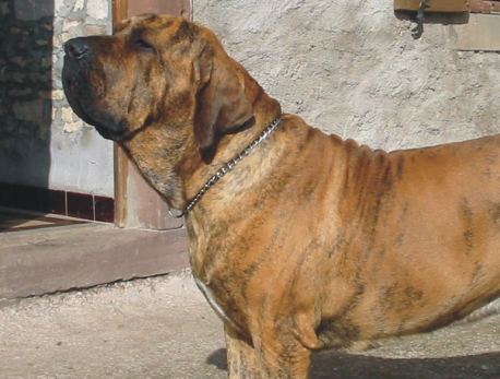 Indio Arere Impavido Colosso | Fila Brasileiro 