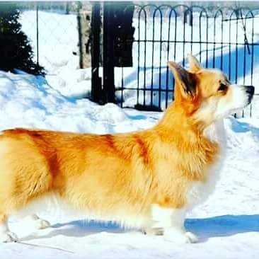 Astarta s Dikih Poley | Pembroke Welsh Corgi 