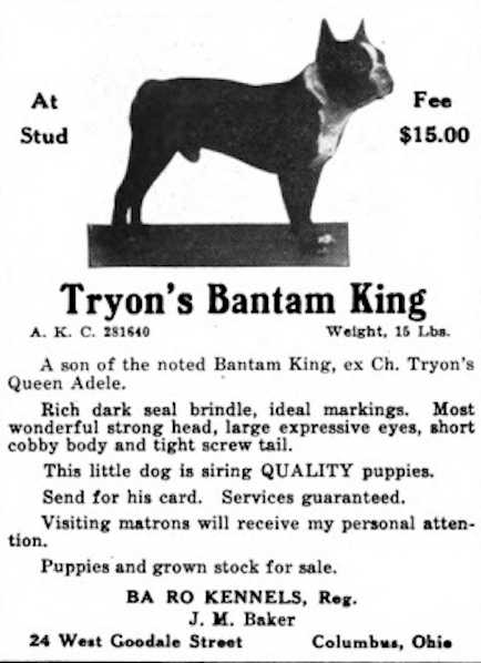 Tryon's Bantam King | Boston Terrier 