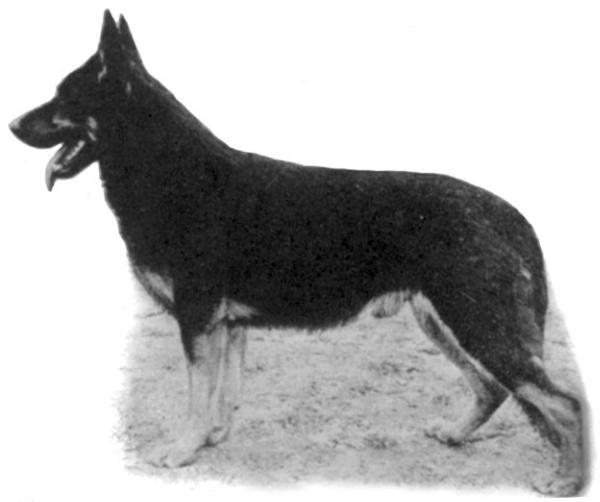 Bodo von der Brahmenau | German Shepherd Dog 