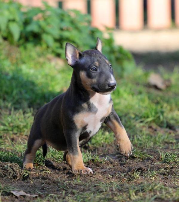 Trick Or Treat Jabberwock | Bull Terrier 