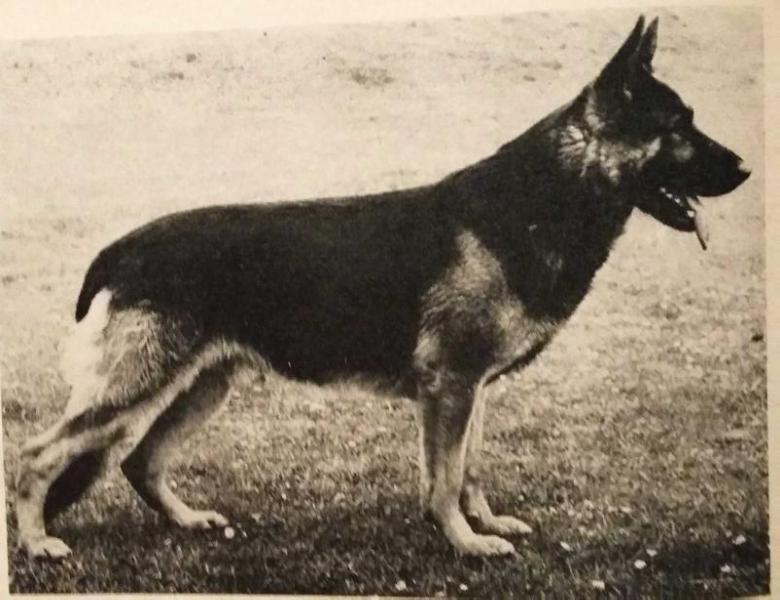 Lardo vom Spargeldorf | German Shepherd Dog 