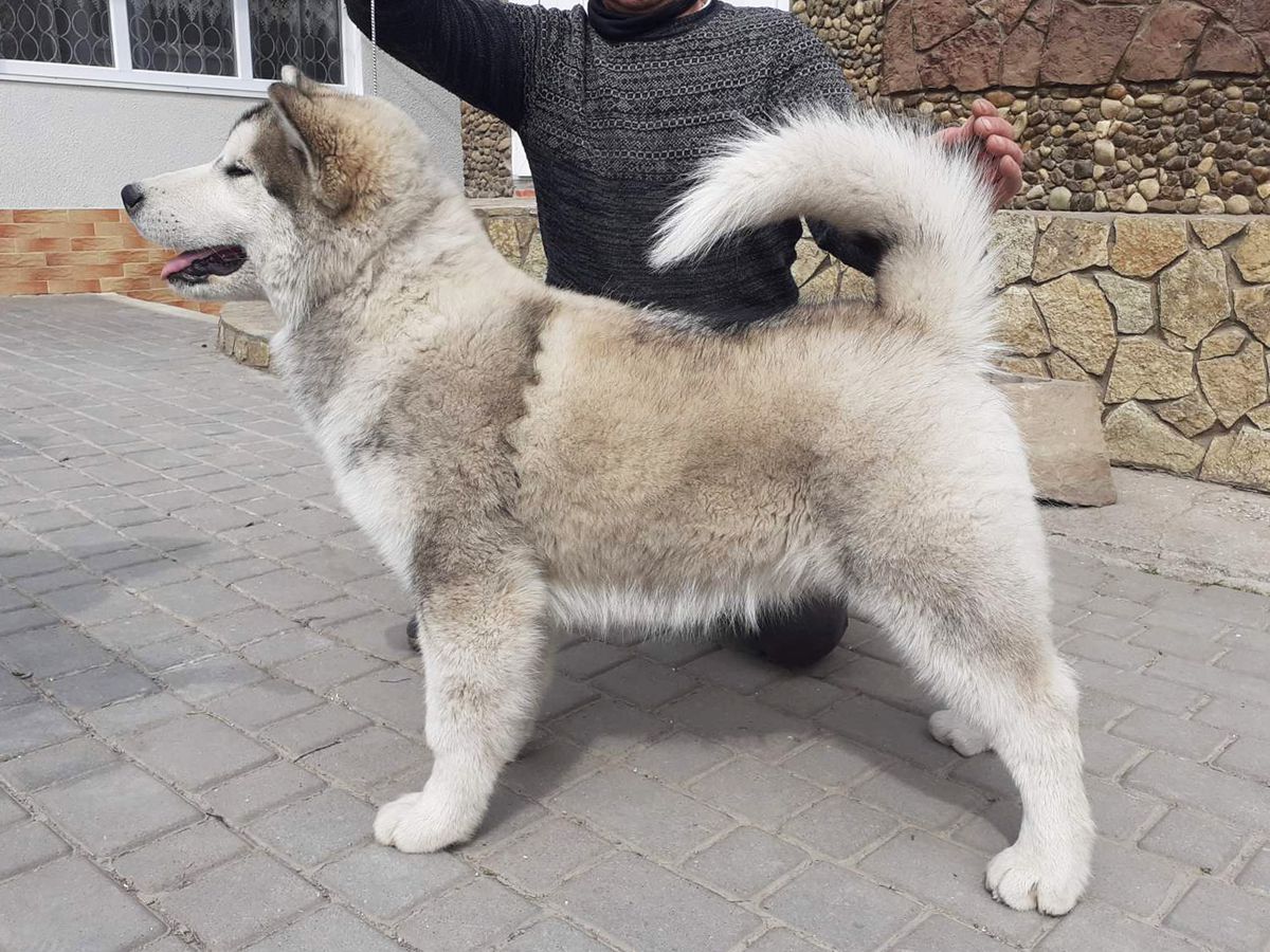 Bayra Z Bruch Dream | Alaskan Malamute 