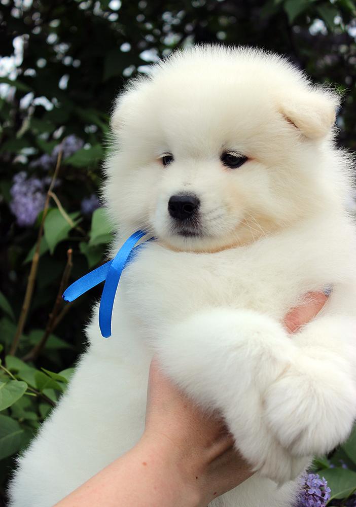 IZDOMASU PATRIOT | Samoyed 