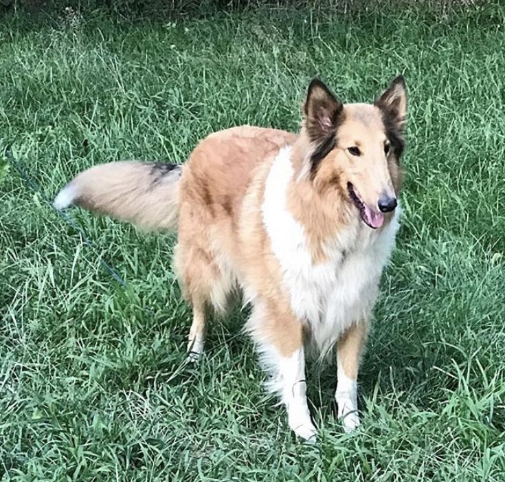 Daenerys Rheign of Dragons | Rough Collie 