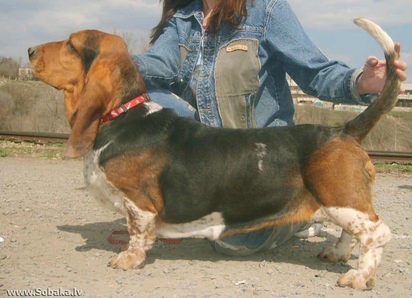 Ilga Lotos Ufaniel | Basset Hound 