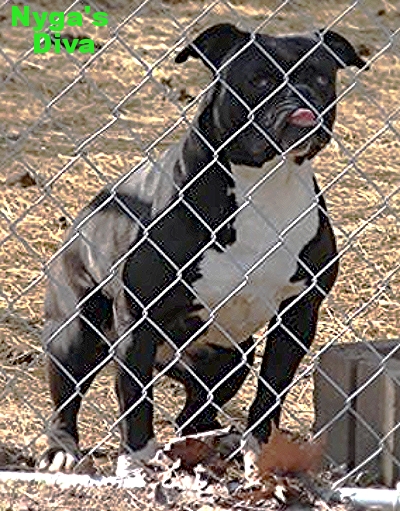 Nyga's Diva-3/4 AB-1/4 AluBull | Olde English Bulldogge 