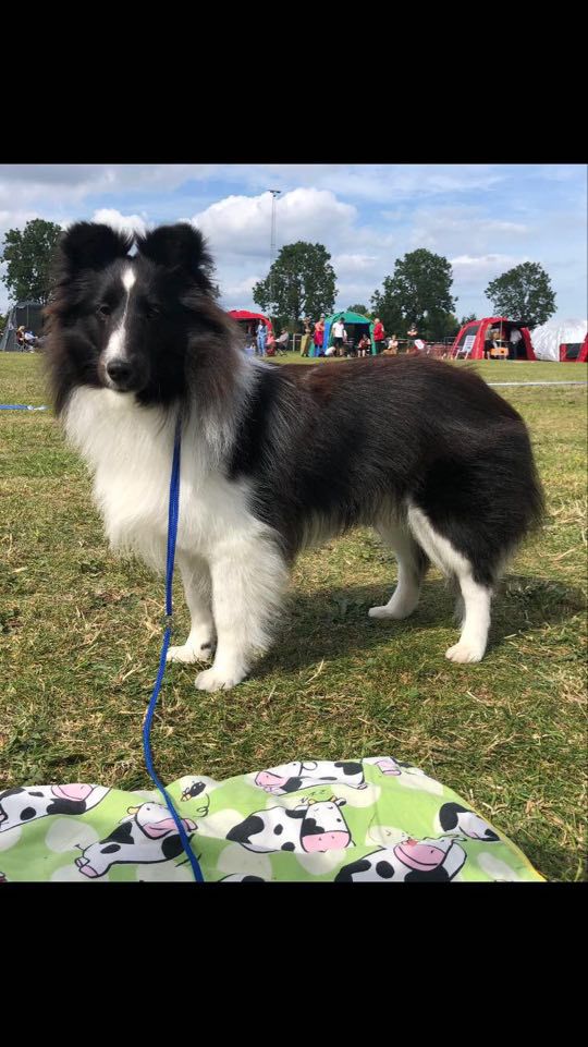 Xtreme Beauty Line d'Ares Da Serra | Shetland Sheepdog 