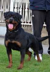 Nanne vom haus Nagy | Rottweiler 