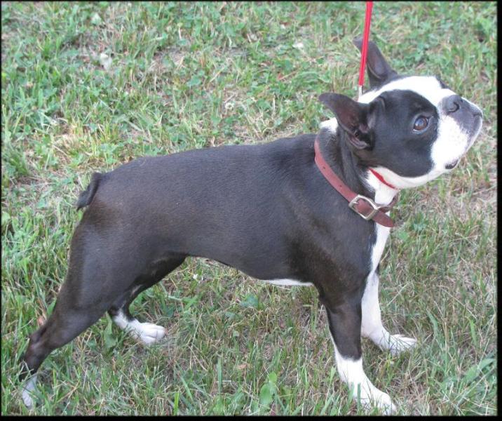 Brenheather's Ruby Rose | Boston Terrier 