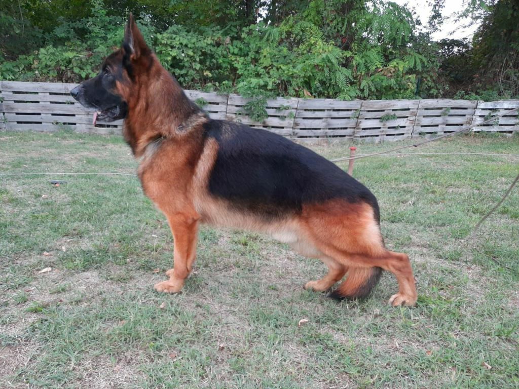 Yuri degli achei | German Shepherd Dog 