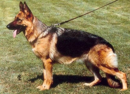 Inka von der Eichwaldhütte | German Shepherd Dog 