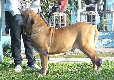 Tocha DJ do Bronquinha | Fila Brasileiro 