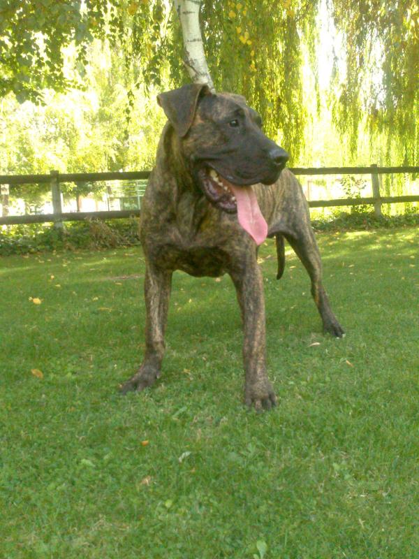 Tor de Naraclan | Perro de Presa Canario 