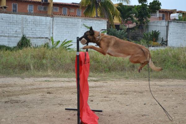 Helga De Solare's | Belgian Malinois 