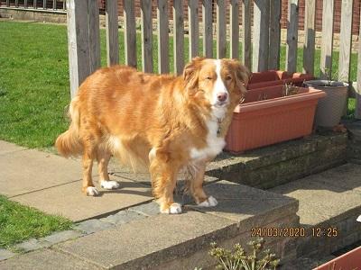 Eusanit Love Is All Around Me | Nova Scotia Duck Tolling Retriever 