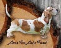 Lars BR Lake Park | Basset Hound 