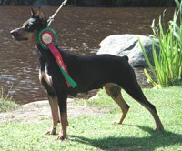 ELECTRA vom Traum des Jugend | German Pinscher 