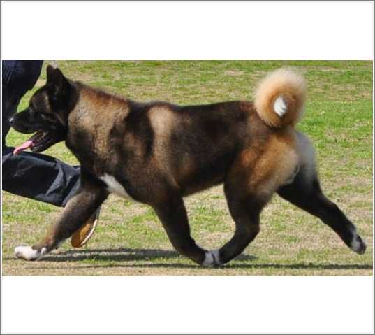 MoonCry Black Jack | Akita 