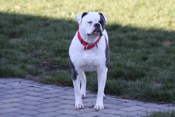 Root's Piper | American Bulldog 