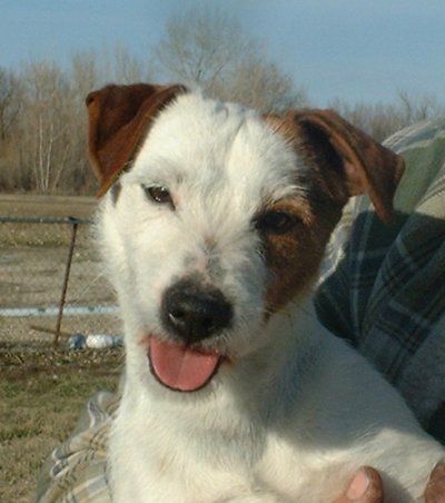 Lowe's Marnie of Lowelands | Parson Russell Terrier 