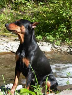 BRANKA Galant | German Pinscher 