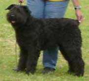 NYRA URANIE v CAYA'S HOME | Bouvier des Flandres 