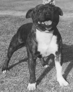 Brindle Statesman | Staffordshire Bull Terrier 