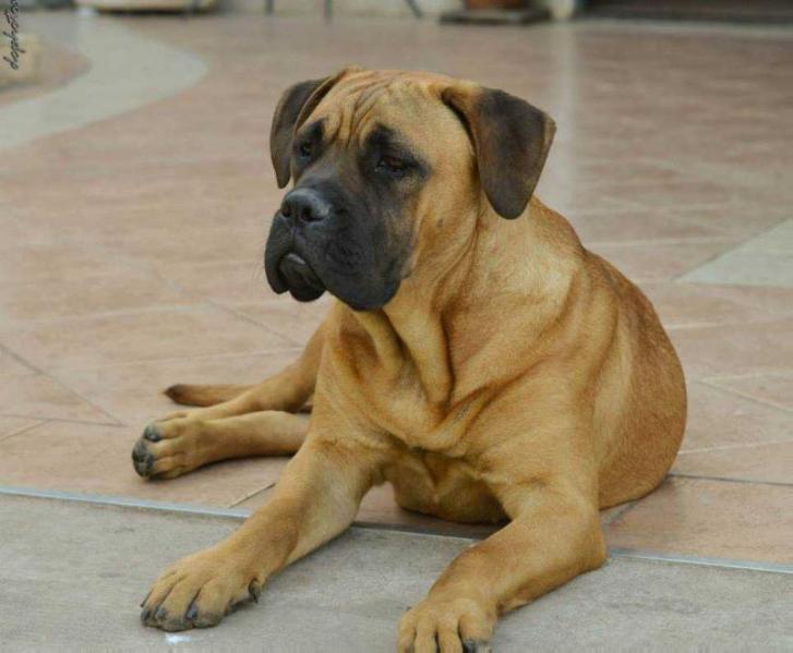 GHANA DON BIGO | Bullmastiff 