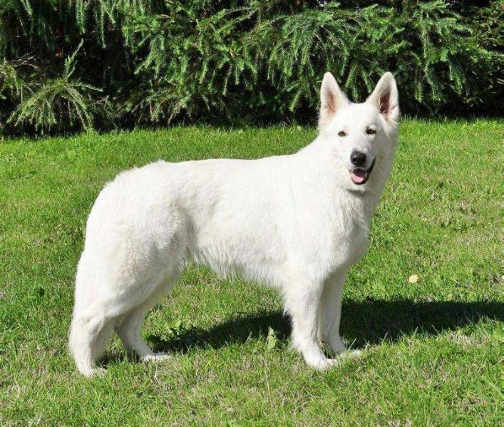 LARA SNOW WHITE Las Kornas | White Swiss Shepherd Dog 