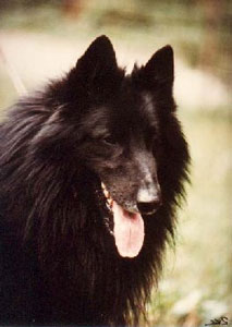 Dandy du Domaine des Noirs | Belgian Groenendael 