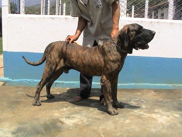 APINGORA DO IBITURUNA | Fila Brasileiro 