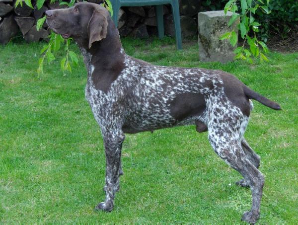 Darko de la Porte de Becray | German Shorthaired Pointer 