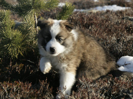 Ístjarnar Dúfa | Icelandic Sheepdog 