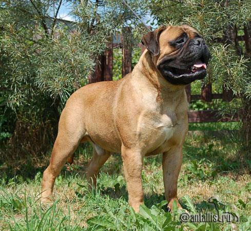 ARTIC WIND OF MARCONIAN TO ANTALLIS | Bullmastiff 