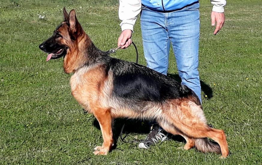 Korana von Mining | German Shepherd Dog 