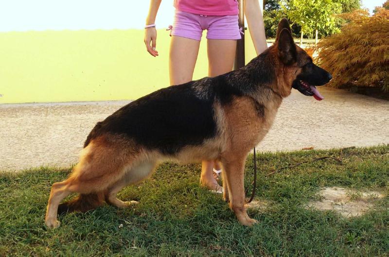 Tanya (Vomborg) | German Shepherd Dog 